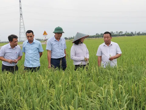 Nghệ An hoàn thành chuyển đổi 51 mã số vùng trồng