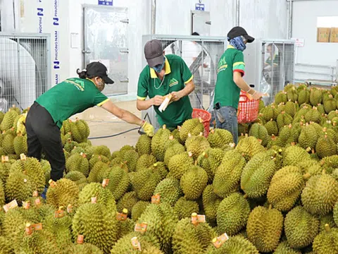 Xử lý thông tin "Sầu riêng vẫn loay hoay giải quyết chất vàng O"