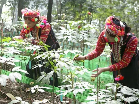 Quy định mới về nuôi, trồng, thu hoạch cây dược liệu trong rừng có hiệu lực thi hành từ ngày 15/8/2025