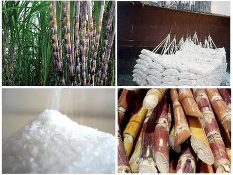 Nghiên cứu hỗ trợ doanh nghiệp mía đường duy trì sản xuất bền vững