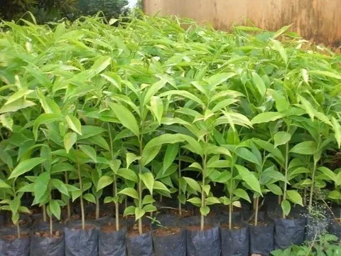 Cây mang theo bầu đất nhập khẩu vào Việt Nam bắt buộc phải có giấy phép kiểm dịch