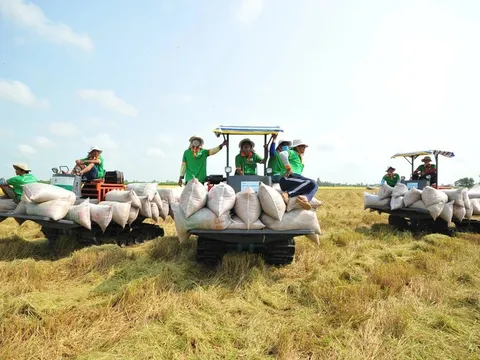 Đảm bảo việc điều hành sản xuất và tiêu thụ lúa gạo trong tình hình mới