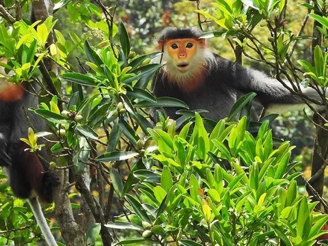 Thủ tục cấp mã số cơ sở trồng thực vật thuộc Phụ lục CITES