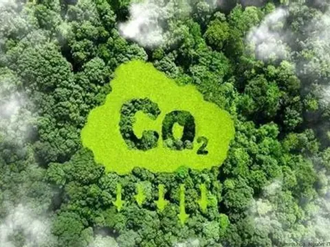 Sớm hoàn thiện khung pháp lý thị trường carbon rừng, đẩy mạnh phân cấp cho địa phương