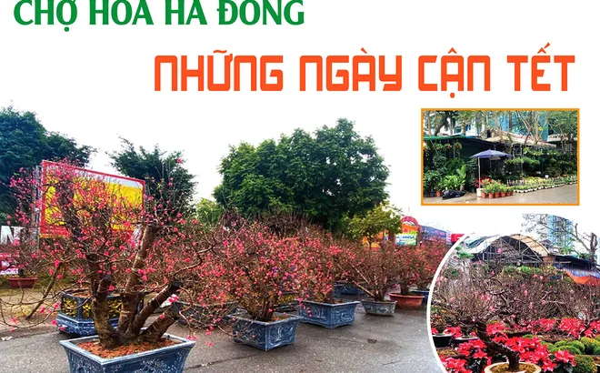 Chợ hoa Hà Đông những ngày cận Tết